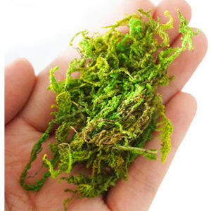 AF081 Moss